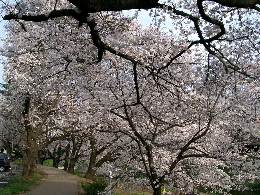 ���q�̎l�G