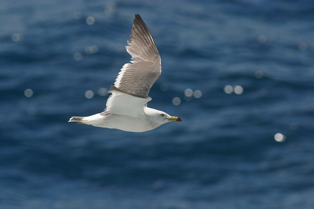 ������[�̓��L