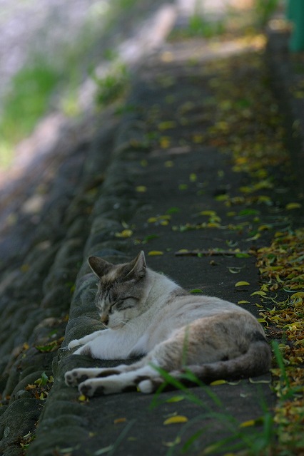 ������[�̓��L