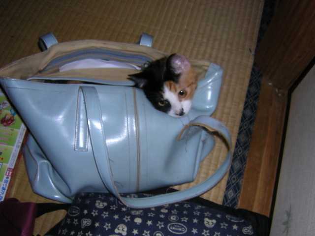 �˂��˂��݂������I