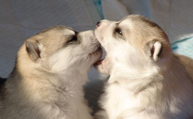 �u������v���Ƃ�