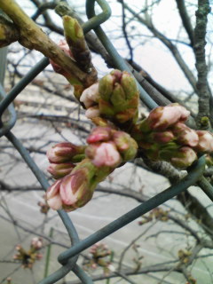 �e�l�`���b�s�[ �c�i����