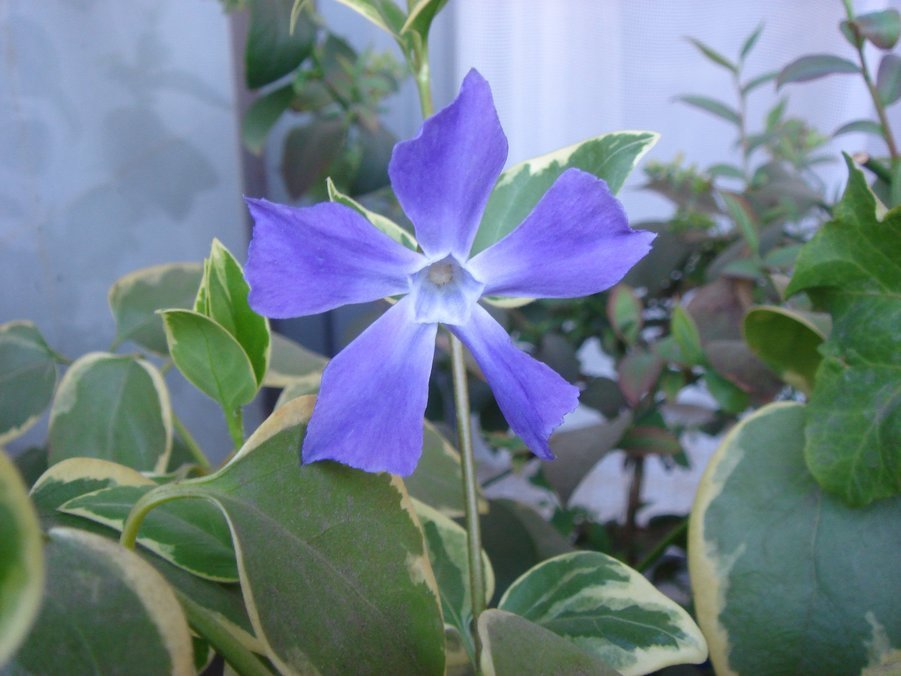 �e�l�`���b�s�[ �c�i����