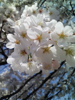 �e�l�`���b�s�[ �c�i����