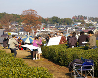 �e�l�`���b�s�[ �c�i����