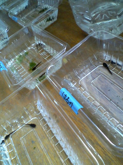 �e�l�`���b�s�[ �c�i����