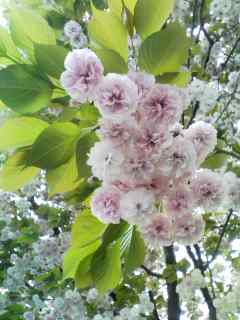 �e�l�`���b�s�[ �c�i����