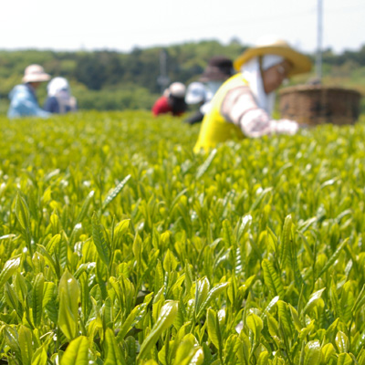 �e�l�`���b�s�[ �c�i����