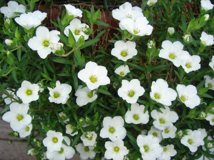 �e�l�`���b�s�[ �c�i����