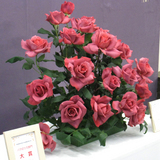 �e�l�`���b�s�[ �c�i����