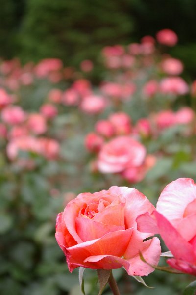 �e�l�`���b�s�[ �c�i����