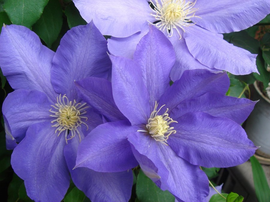 �e�l�`���b�s�[ �c�i����