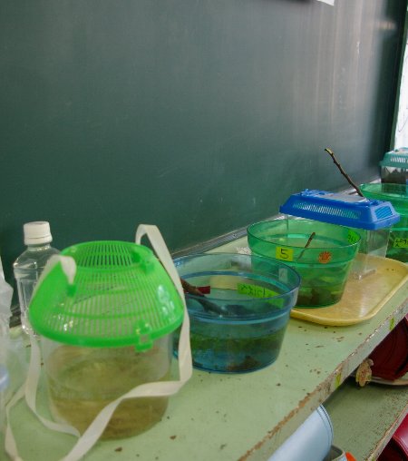 �e�l�`���b�s�[ �c�i����