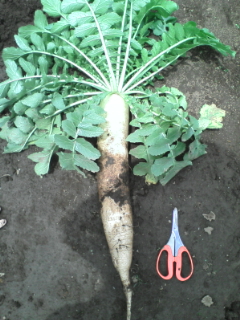 �e�l�`���b�s�[ �c�i����