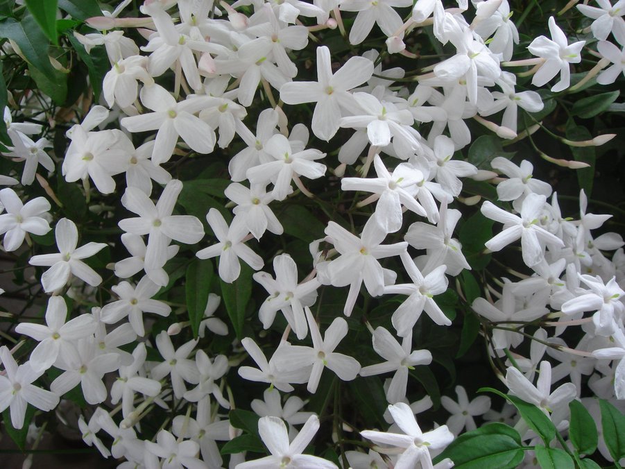 �e�l�`���b�s�[ �c�i����