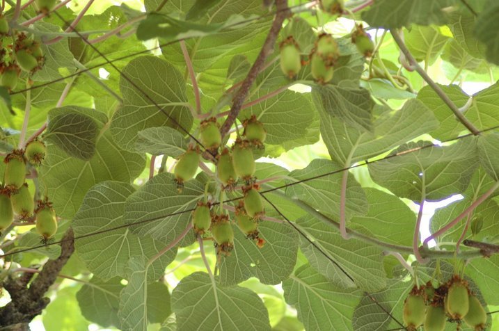 �e�l�`���b�s�[ �c�i����