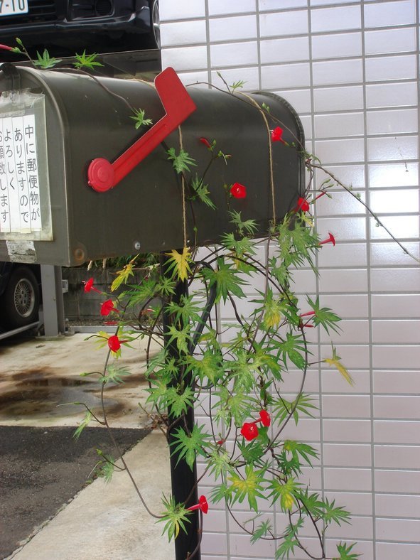 �e�l�`���b�s�[ �c�i����