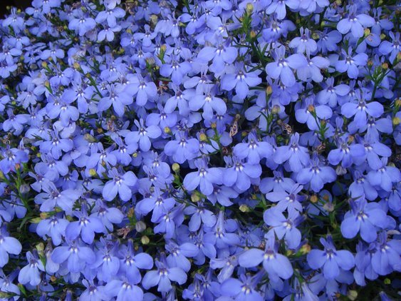 �e�l�`���b�s�[ �c�i����