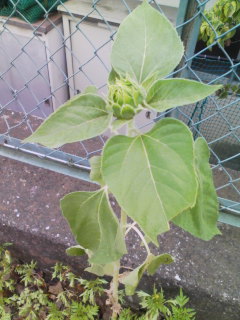 �e�l�`���b�s�[ �c�i����