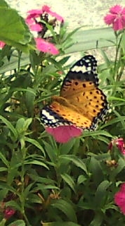 �e�l�`���b�s�[ �c�i����