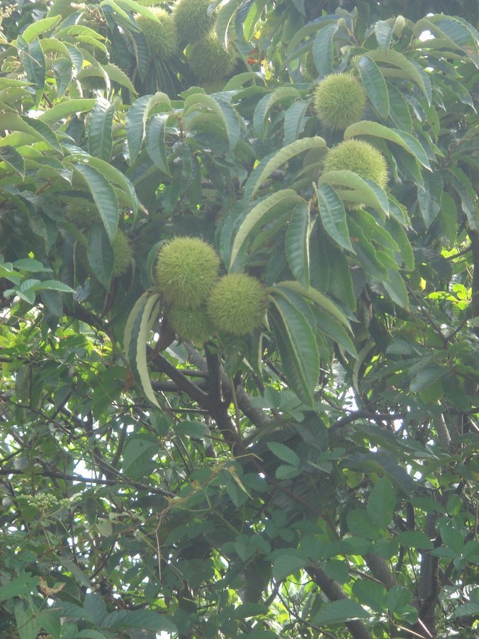 �e�l�`���b�s�[ �c�i����