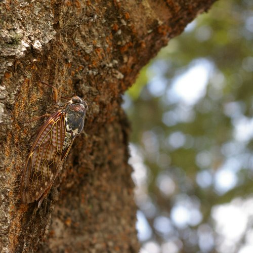 �e�l�`���b�s�[ �c�i����