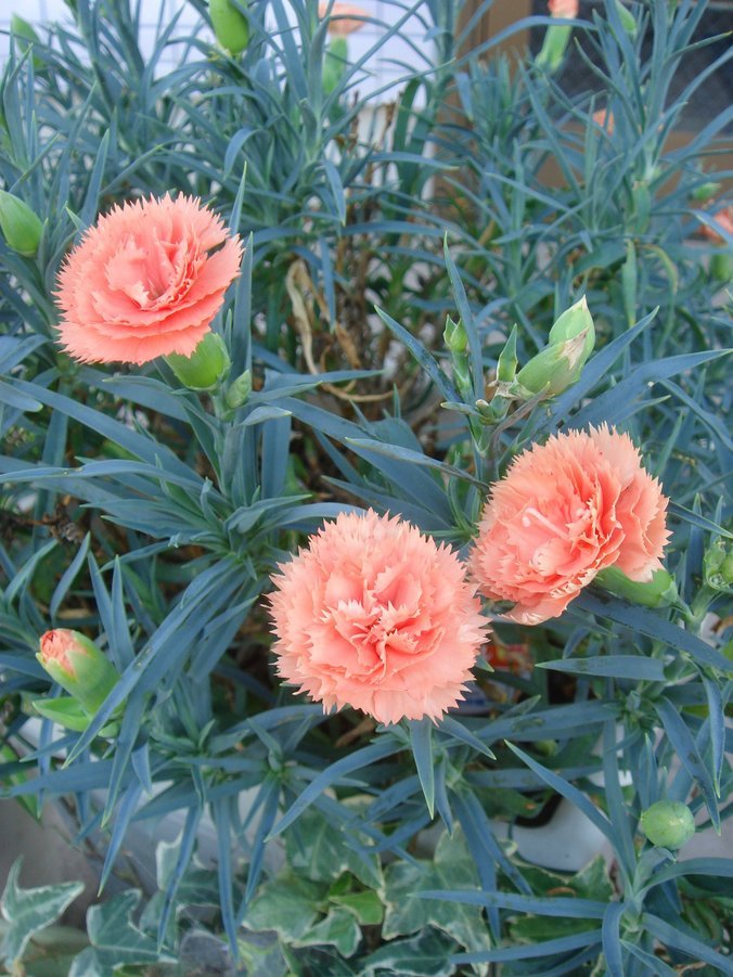 �e�l�`���b�s�[ �c�i����