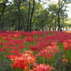 �e�l�`���b�s�[ �c�i����