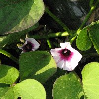 �e�l�`���b�s�[ �c�i����