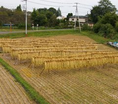 �e�l�`���b�s�[ �c�i����