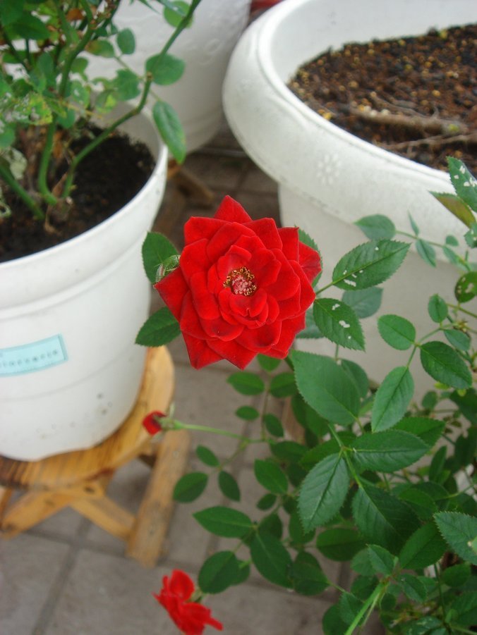 �e�l�`���b�s�[ �c�i����