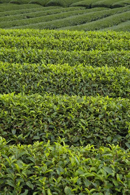 �e�l�`���b�s�[ �c�i����