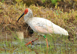 �e�l�`���b�s�[ �c�i����