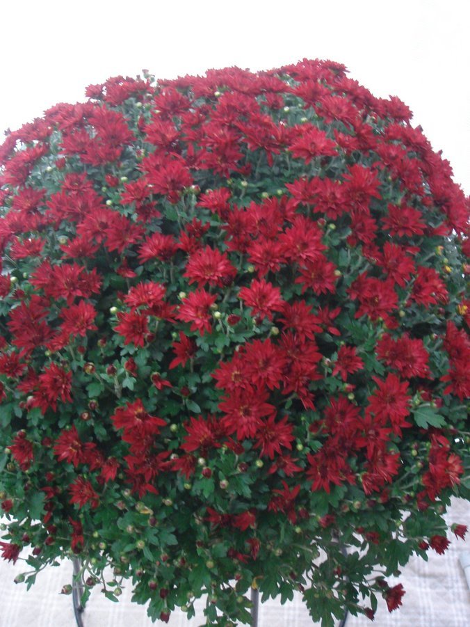 �e�l�`���b�s�[ �c�i����