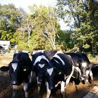 �e�l�`���b�s�[ �c�i����