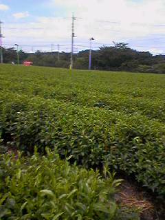 �e�l�`���b�s�[ �c�i����