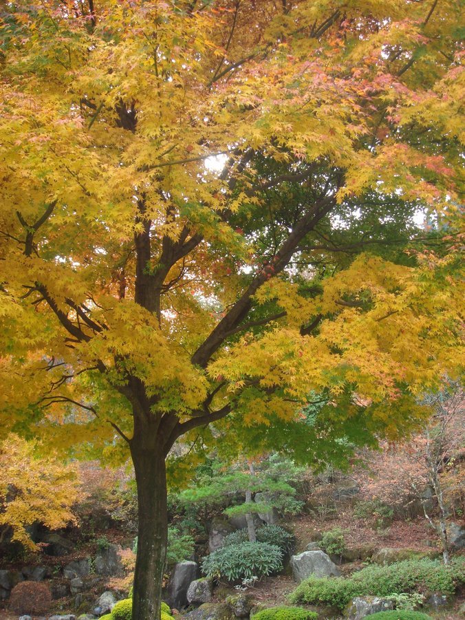 �e�l�`���b�s�[ �c�i����