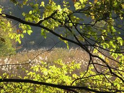 �e�l�`���b�s�[ �c�i����