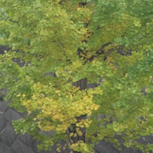 �e�l�`���b�s�[ �c�i����