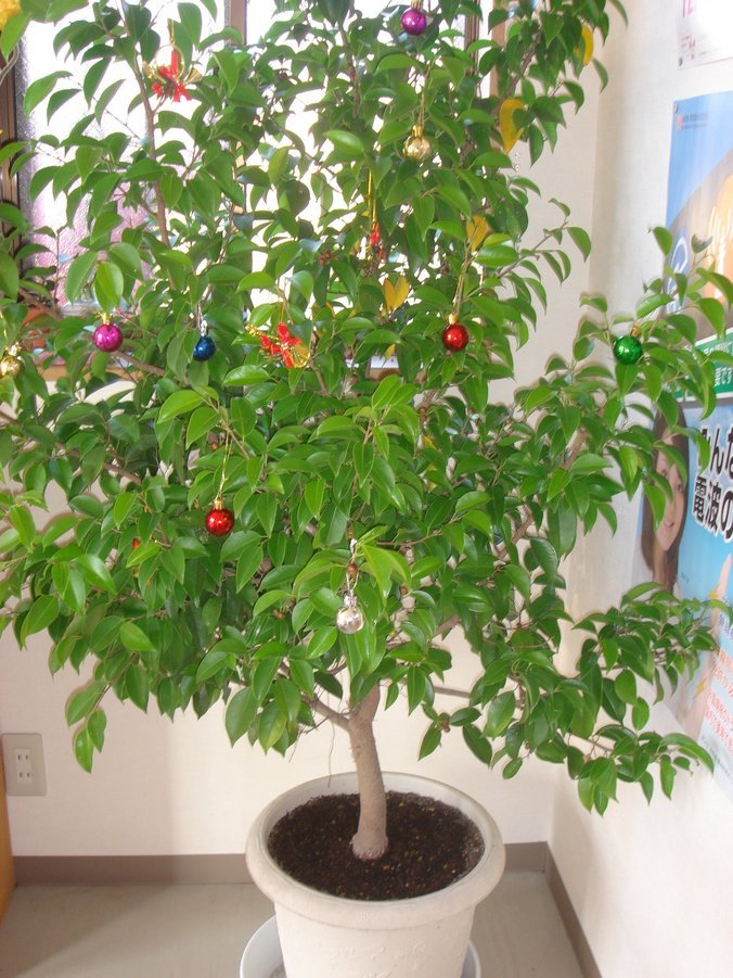 �e�l�`���b�s�[ �c�i����