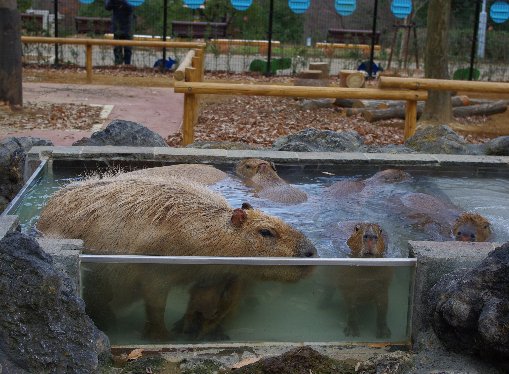 �e�l�`���b�s�[ �c�i����