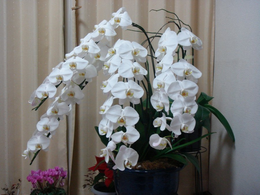 �e�l�`���b�s�[ �c�i����