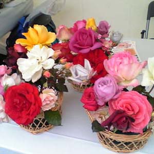 �e�l�`���b�s�[ �c�i����