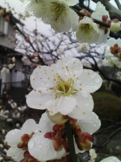 �e�l�`���b�s�[ �c�i����