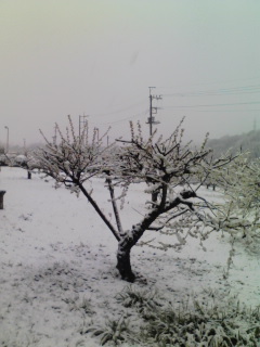 �e�l�`���b�s�[ �c�i����