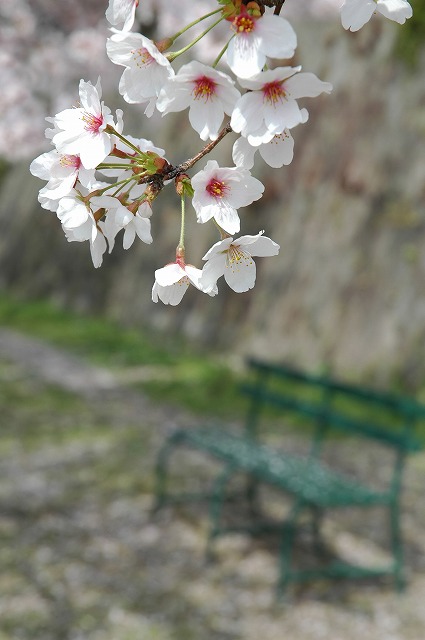 �e�l�`���b�s�[ �c�i����