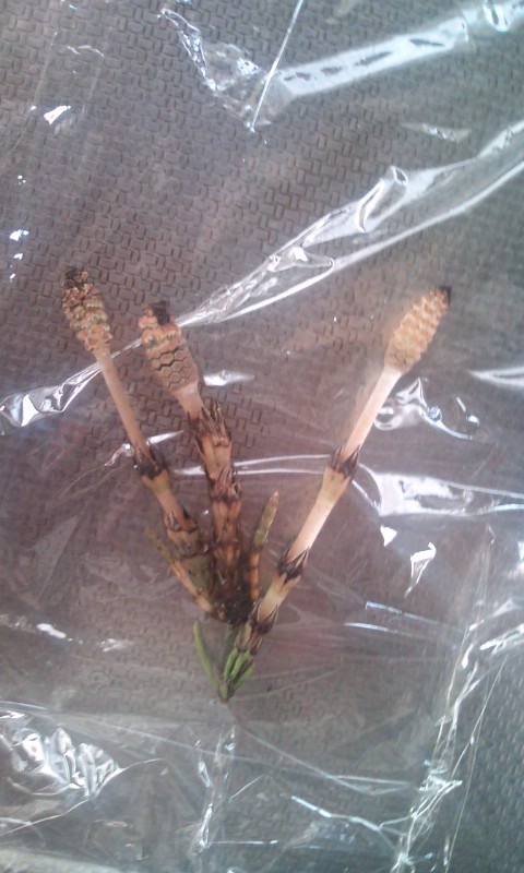 �e�l�`���b�s�[ �c�i����