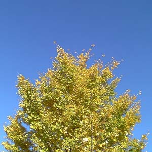 �e�l�`���b�s�[ �c�i����