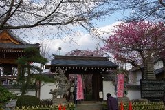 �e�l�`���b�s�[ �c�i����