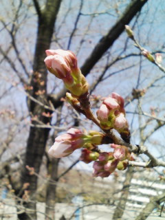 �e�l�`���b�s�[ �c�i����